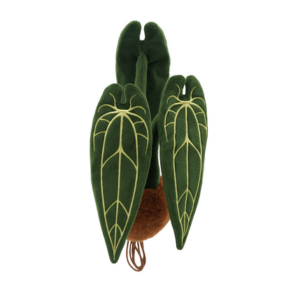 Plushf - Anthurium Warocqueanum plant plush