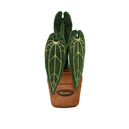 Plushf - Anthurium Warocqueanum plant plush