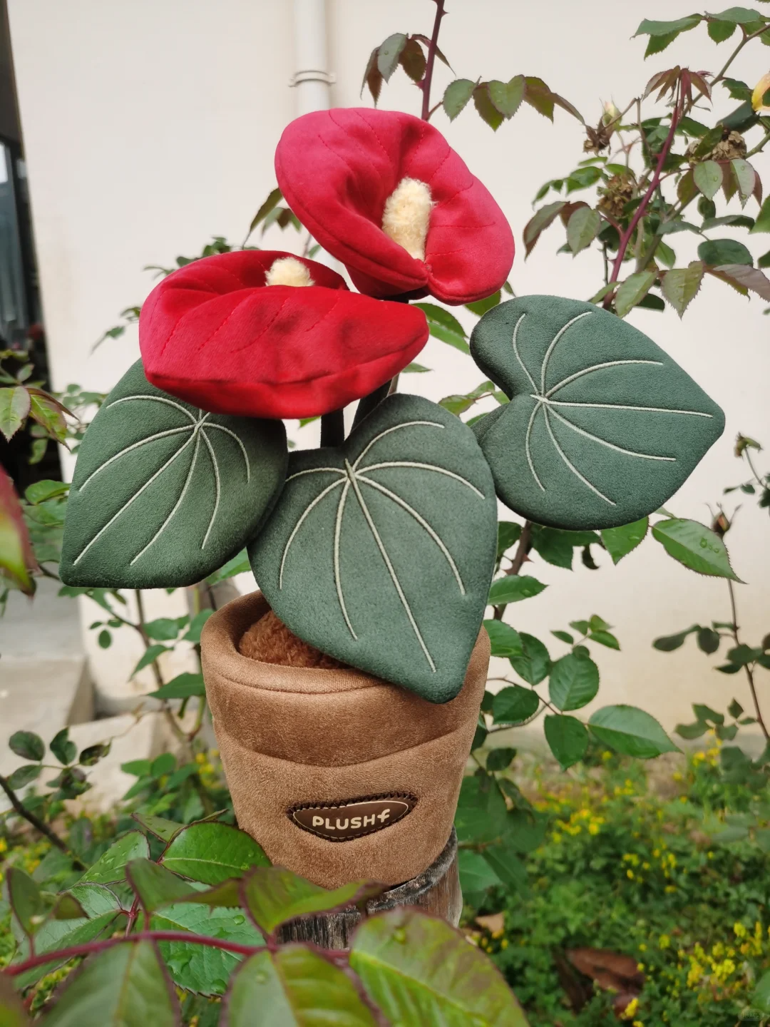 Plushf - Anthurium andraeanum plant plush