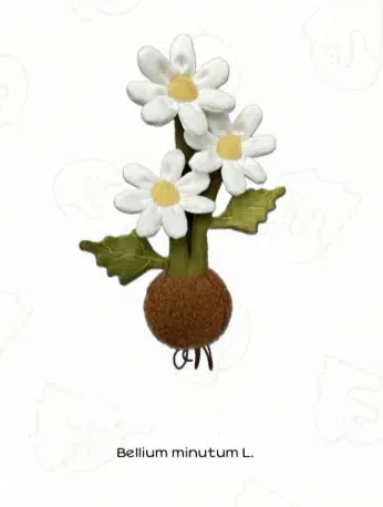 Plushf - Bellium minutum L. plant plush