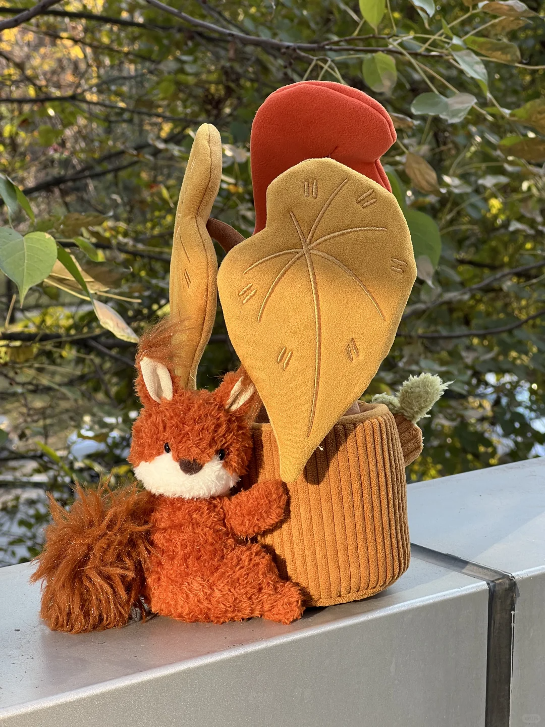Plushf - Begonia cathayana Hemsl. plant plush