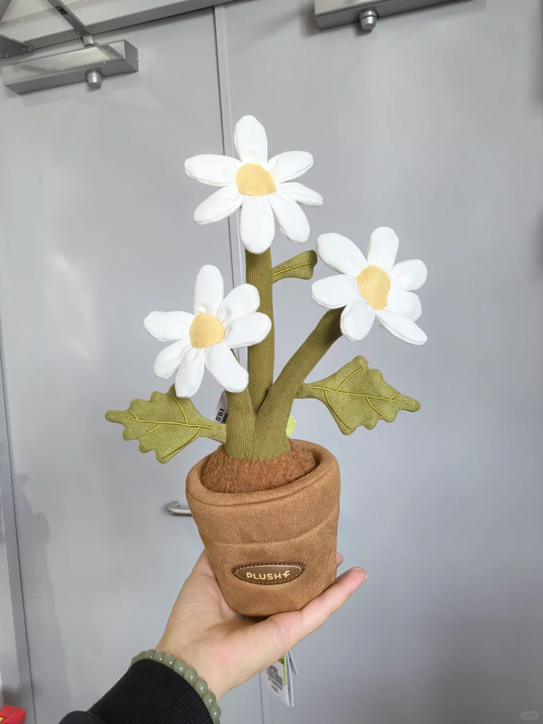 Plushf - Bellium minutum L. plant plush