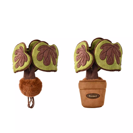 Plushf - Begonia chlorosticta plant plush